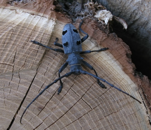Morimus asper e funereus (Coleoptera, Cerambycidae)
